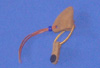 Image for product STKP